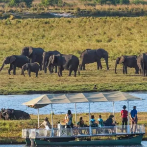 chobe national park - Botswana