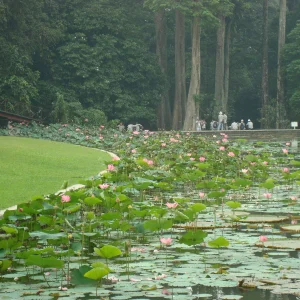 Bogor Botanik Bahçesi Jakarta Endonezya