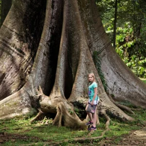 Bogor botanik bahçesi - Endonezya