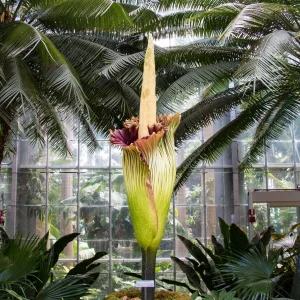 Bogor botanik bahçesi - Endonezya