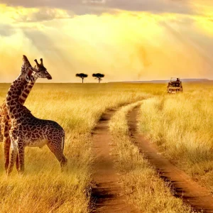 Afrika Safari 