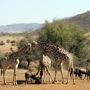 Güney Afrika Safari Plinasberg