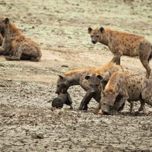 chobe national parkı - Botswana