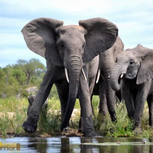 Güney Afrika Safari Plinasberg