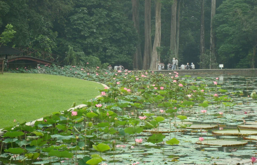 Bogor Botanik Bahçesi Jakarta Endonezya