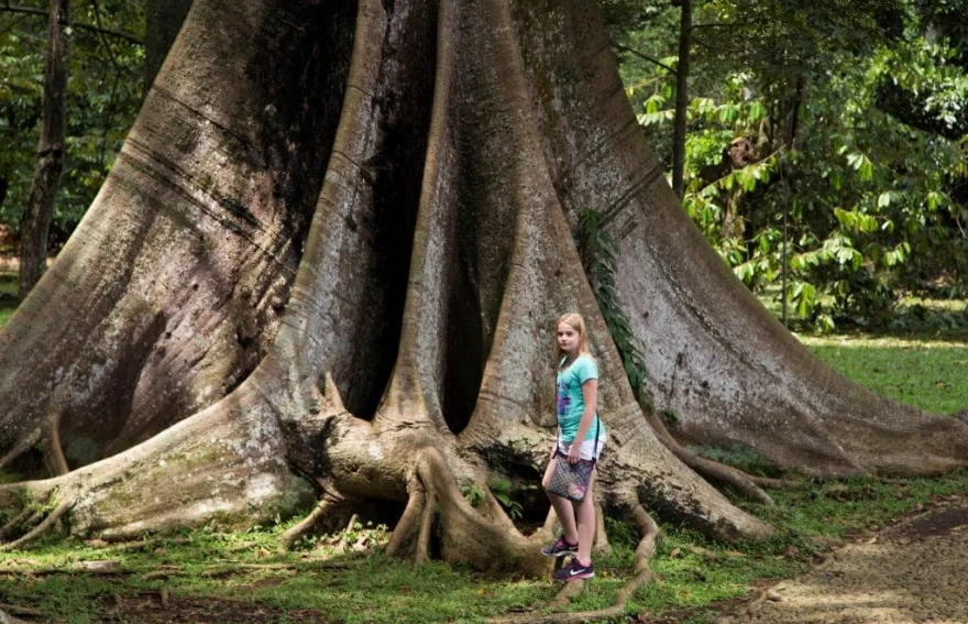 Bogor botanik bahçesi - Endonezya
