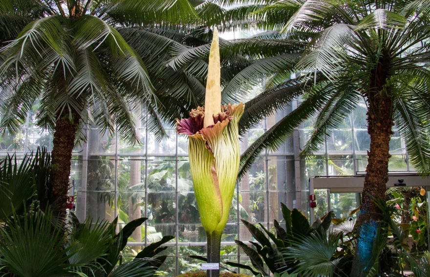 Bogor botanik bahçesi - Endonezya