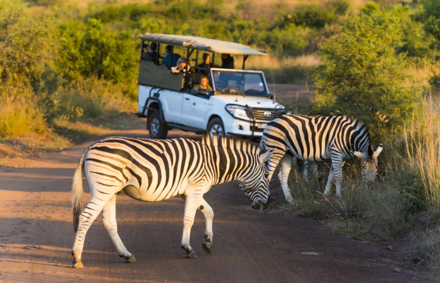 Pilanesberg Milli Parkı Safari
