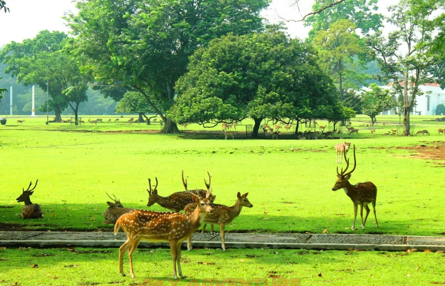 Bogor Botanik Bahçesi Jakarta Endonezya