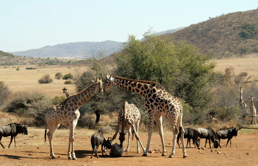 Güney Afrika Safari Plinasberg